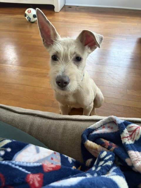 "Swiss" cheese - ADOPTION PENDING