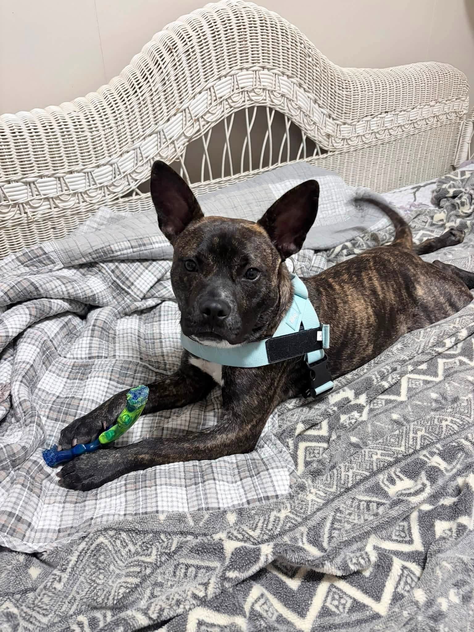 Vandal- beautiful brindle boy