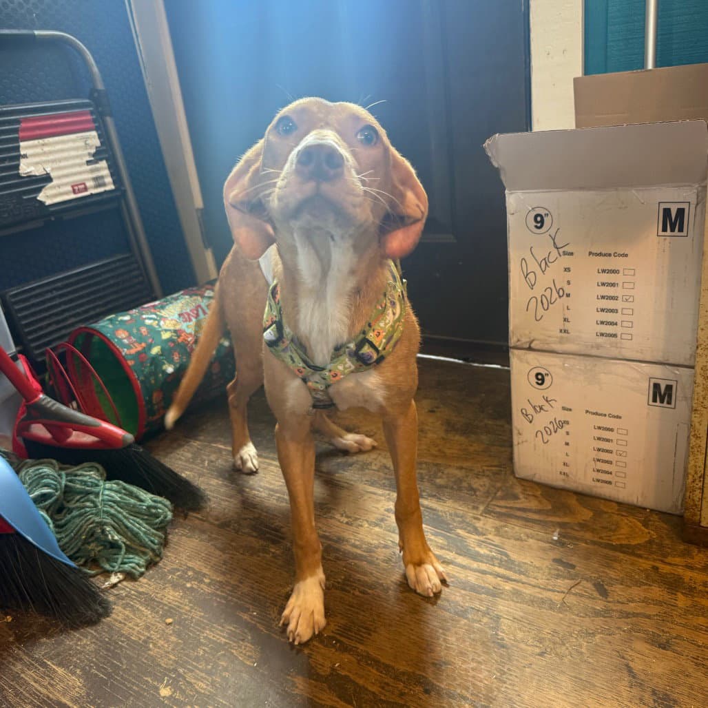 Odie- playful girl