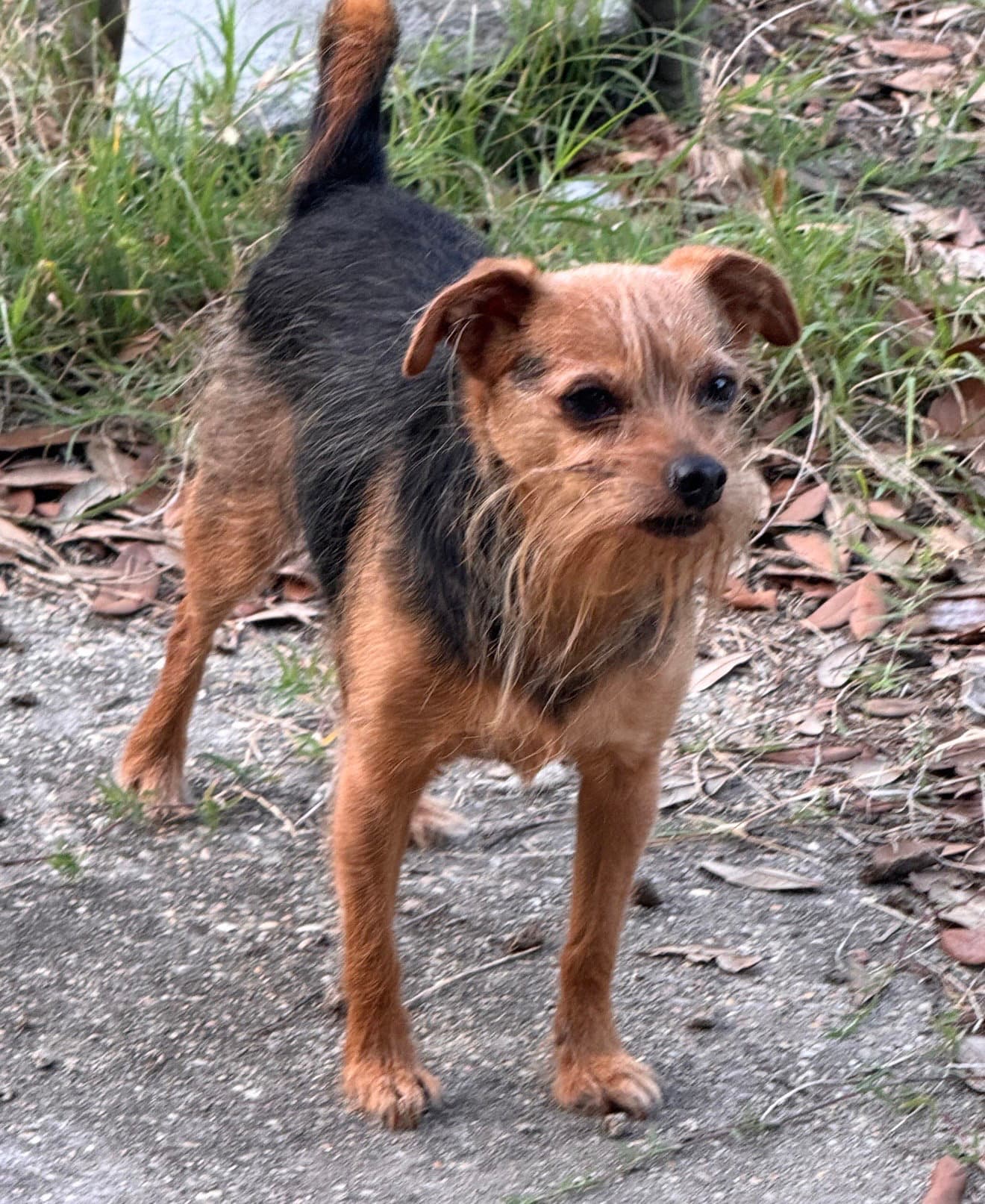 Finn- sweet scruffy senior