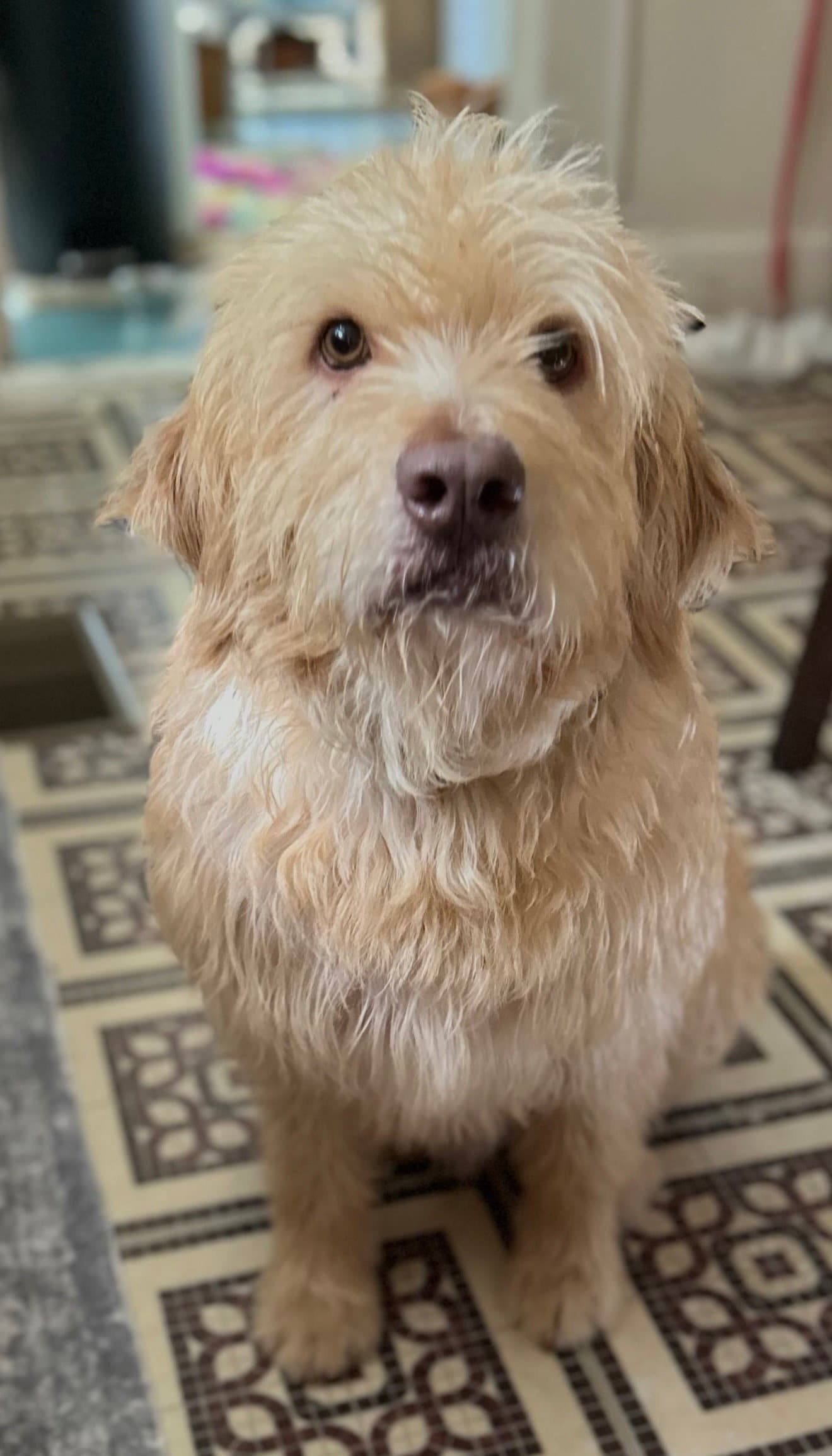 Arthur- smart spunky senior
