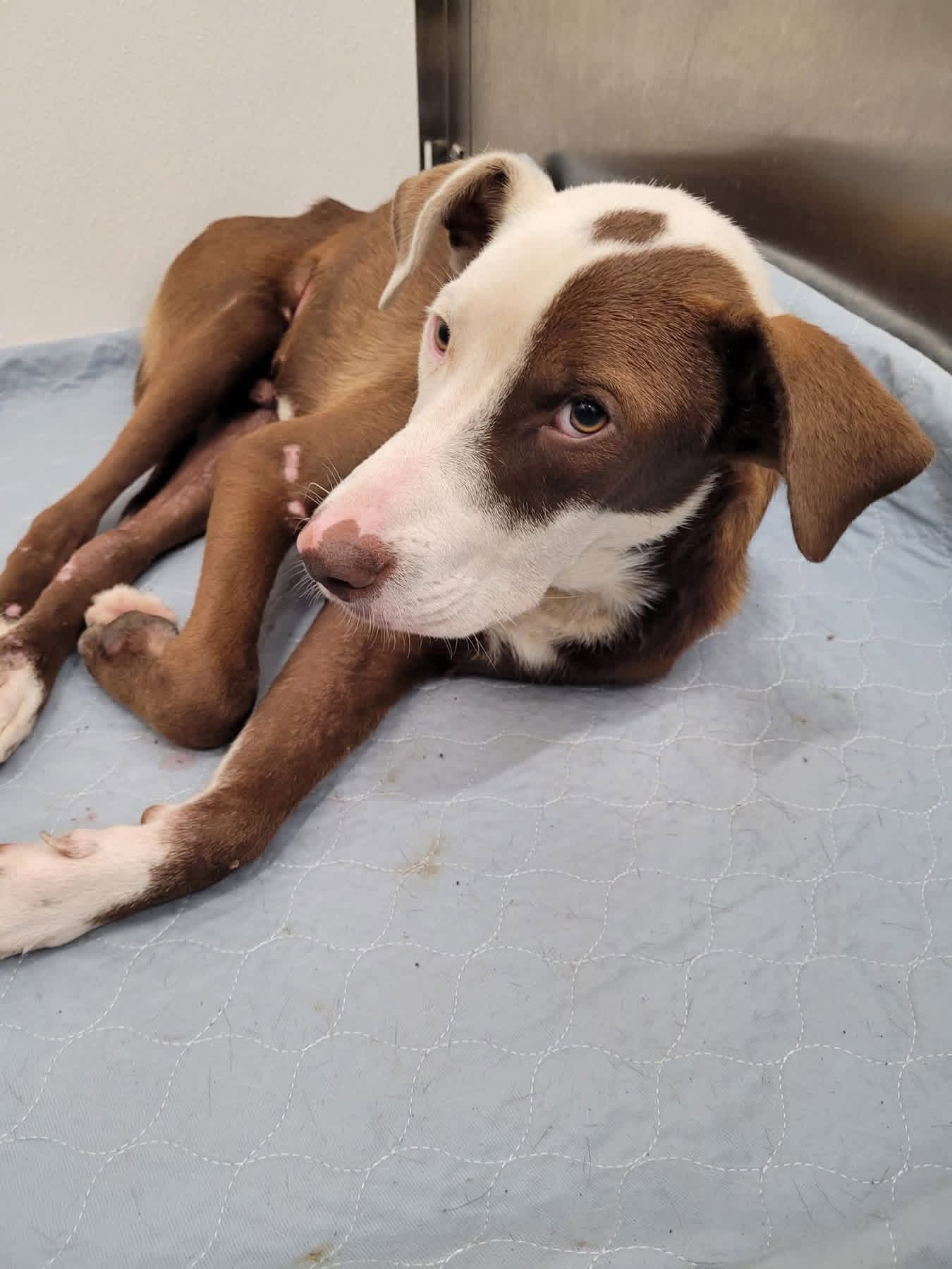 Howzer- ready for his happily ever after