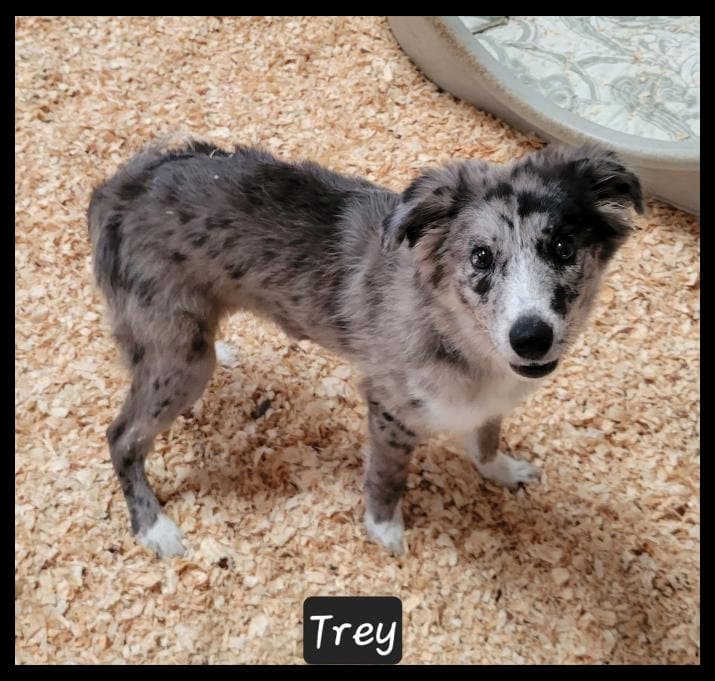 Trey