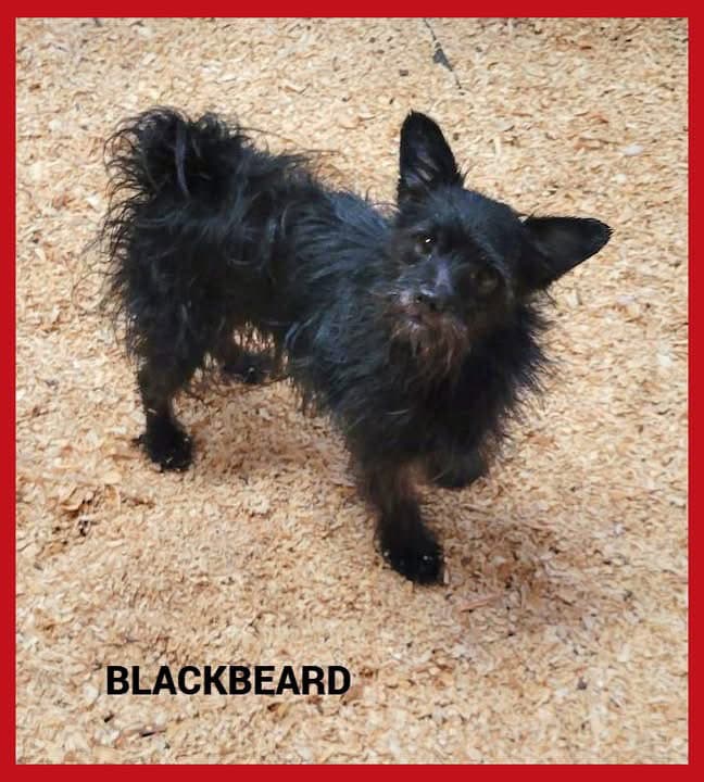 Blackbeard