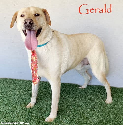 Gerald