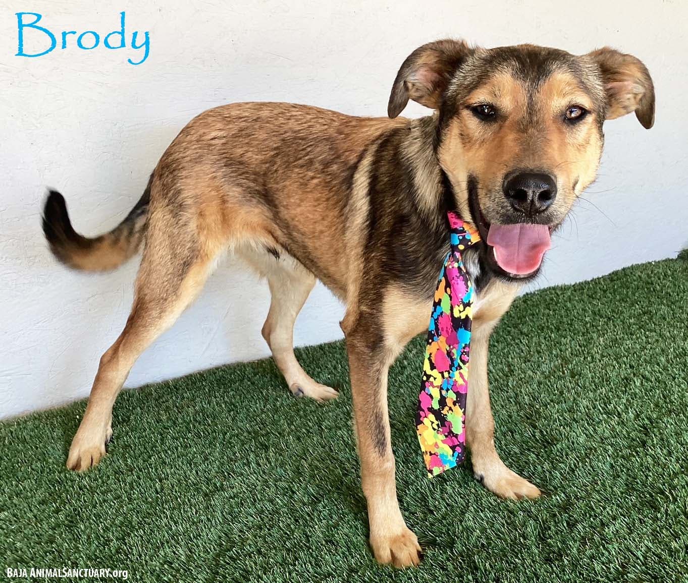 Brody