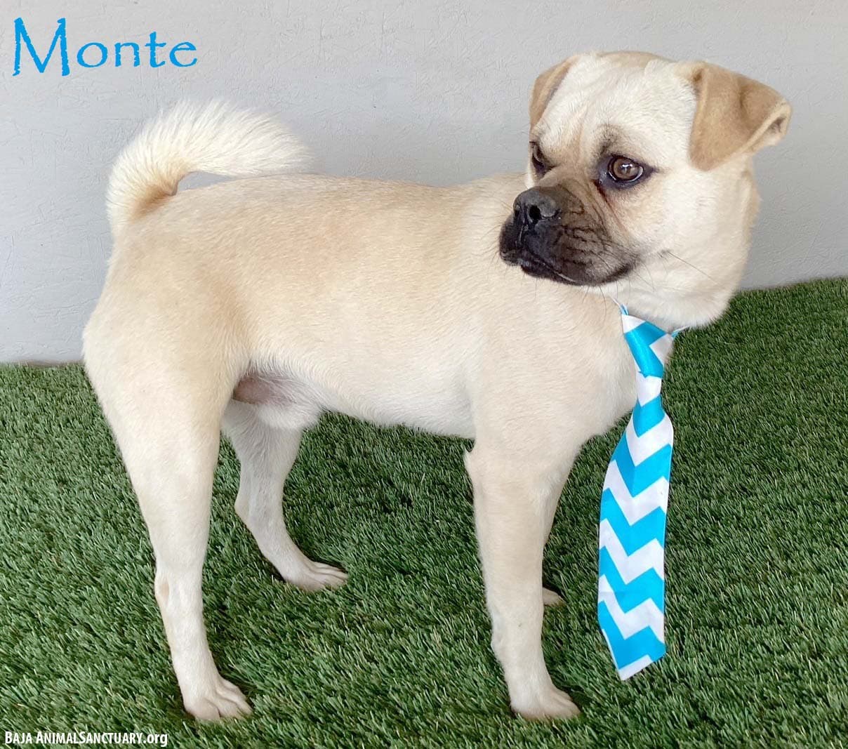 Monte