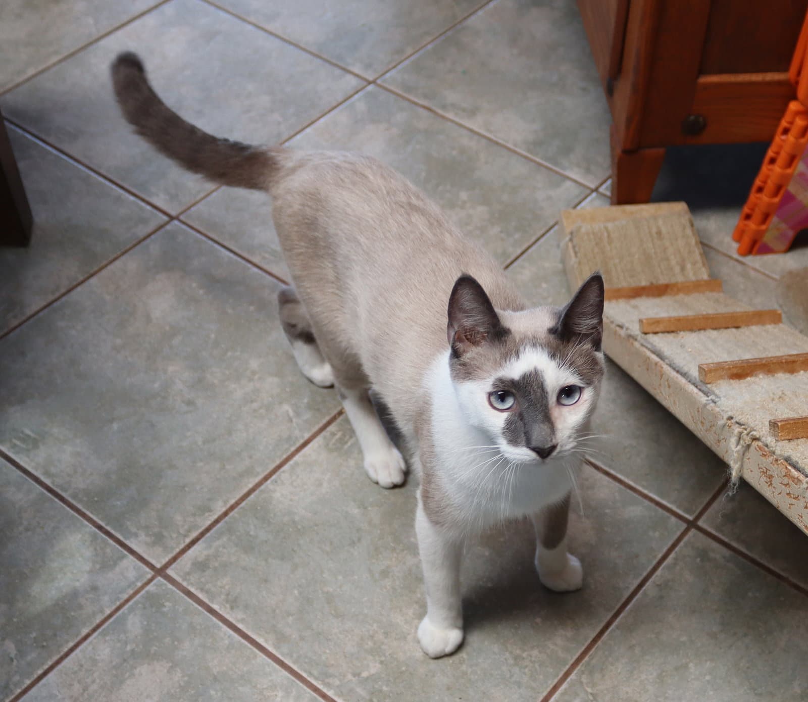 Paco
