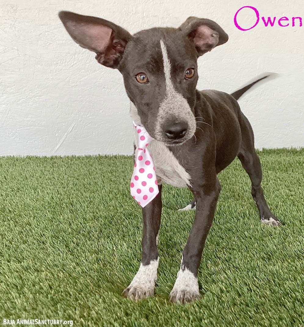 Owen