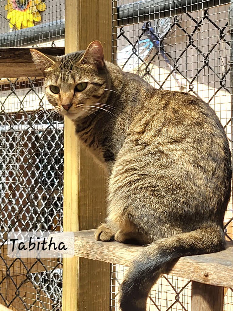 Tabitha