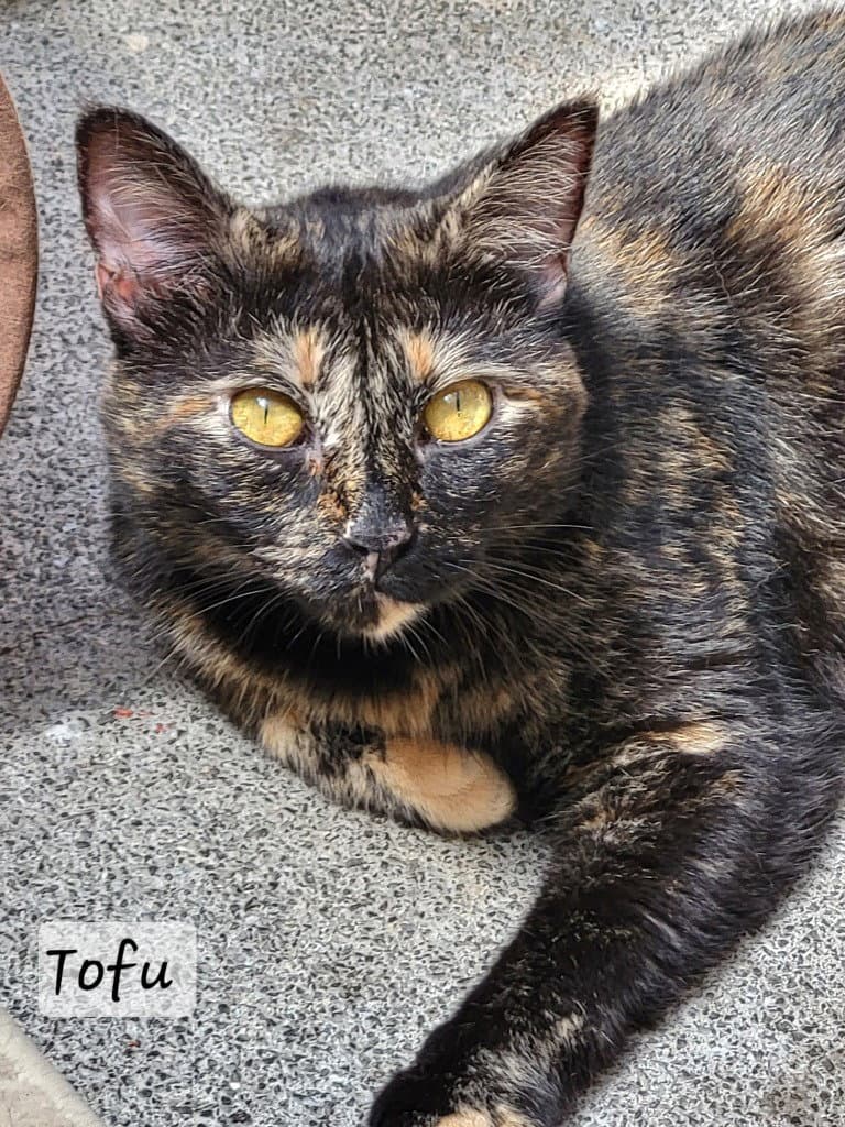 Tofu