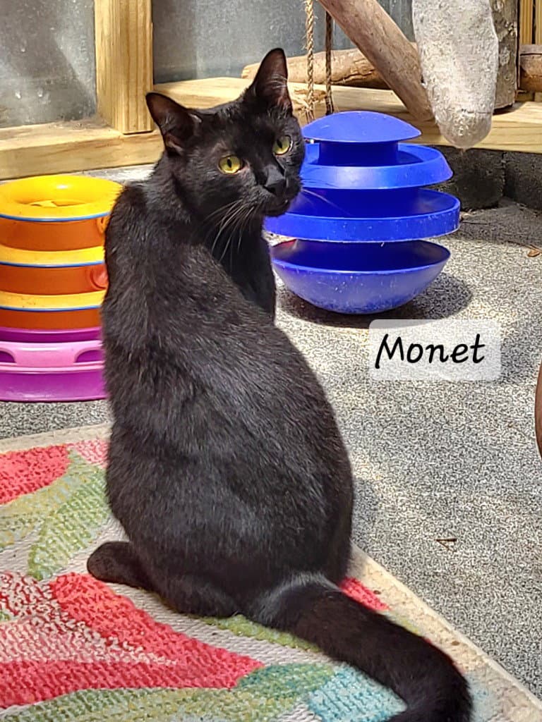 Monet