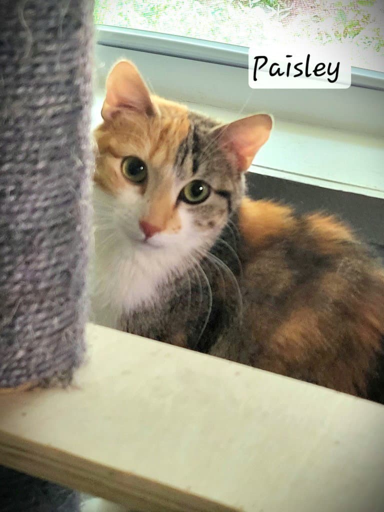 Paisley