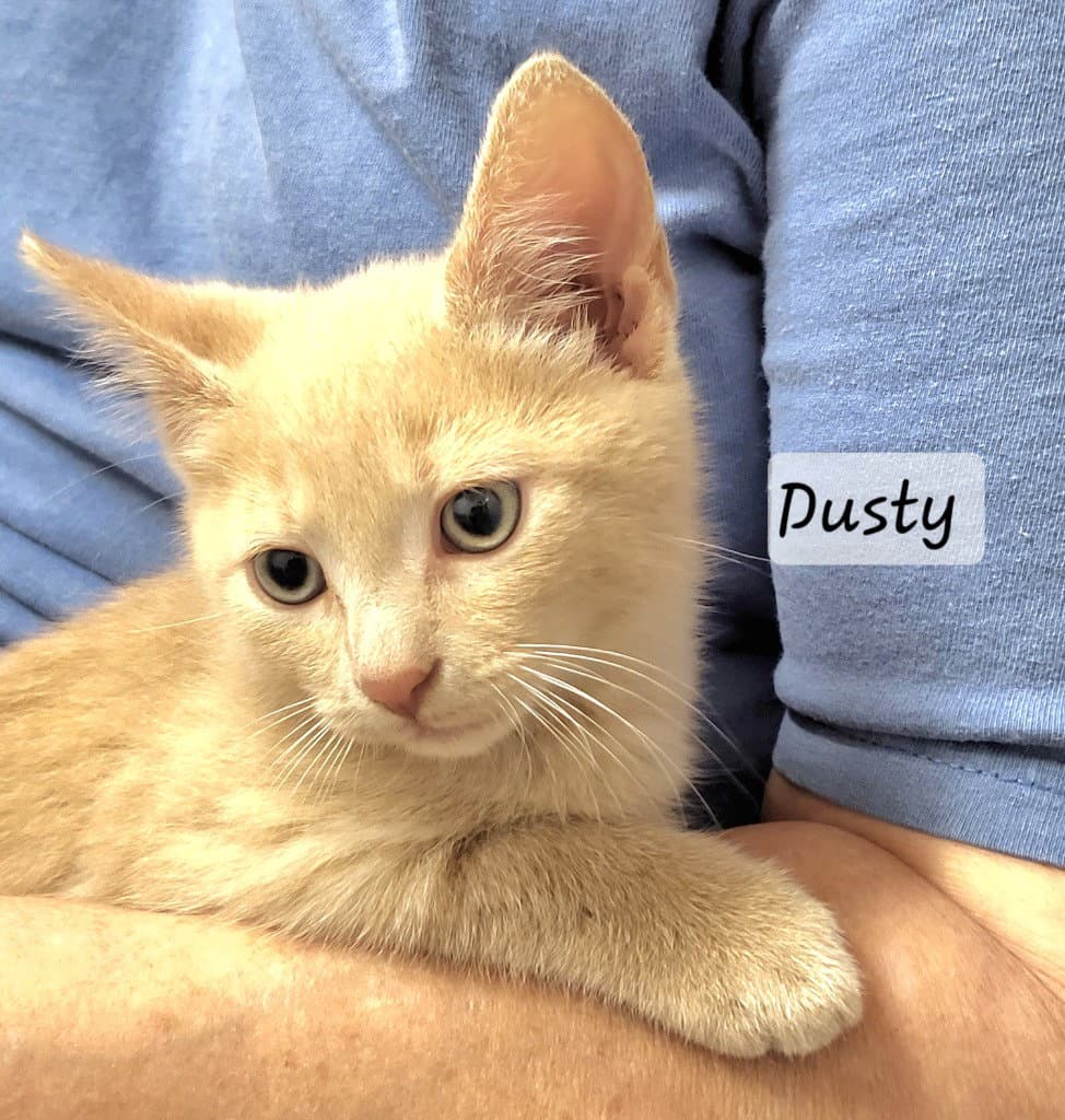 Dusty