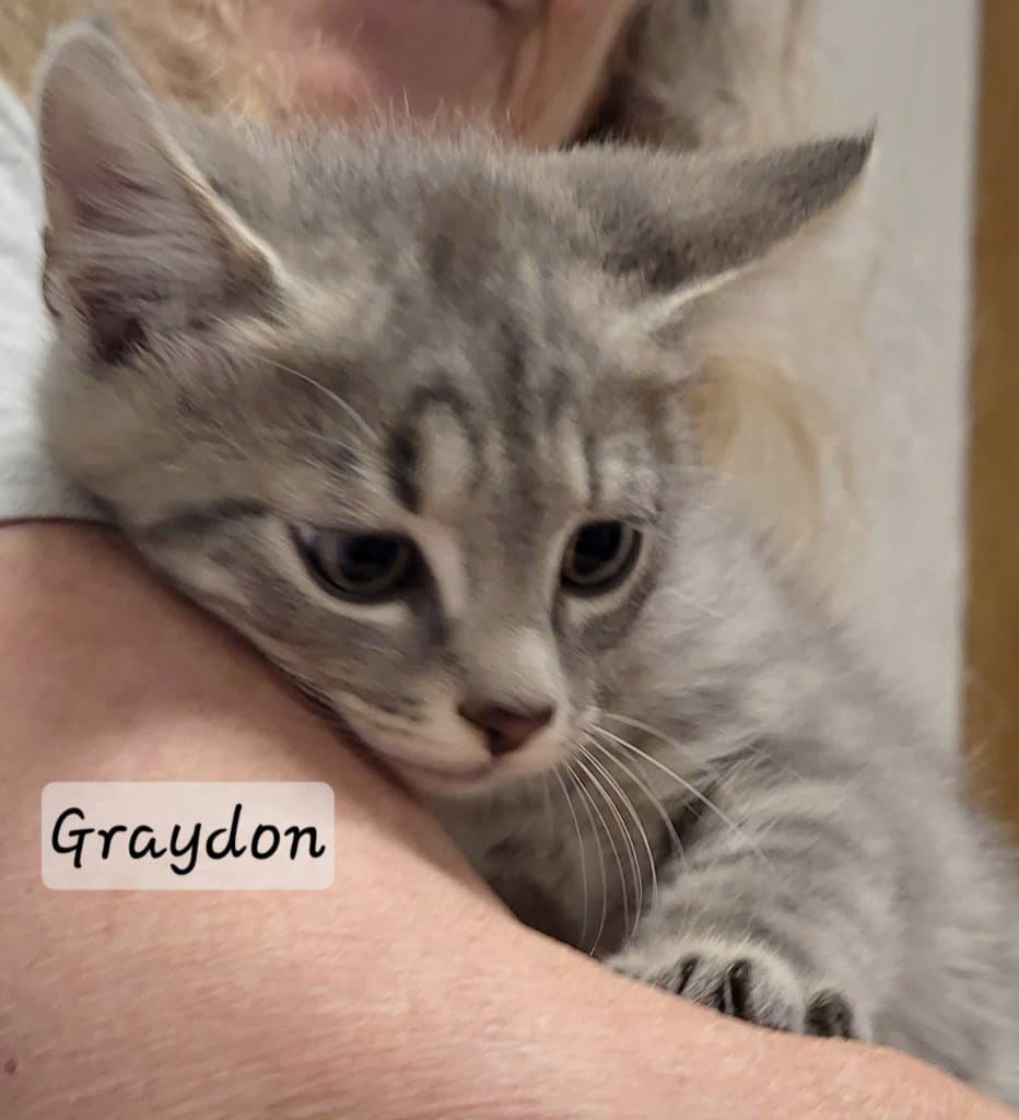Graydon