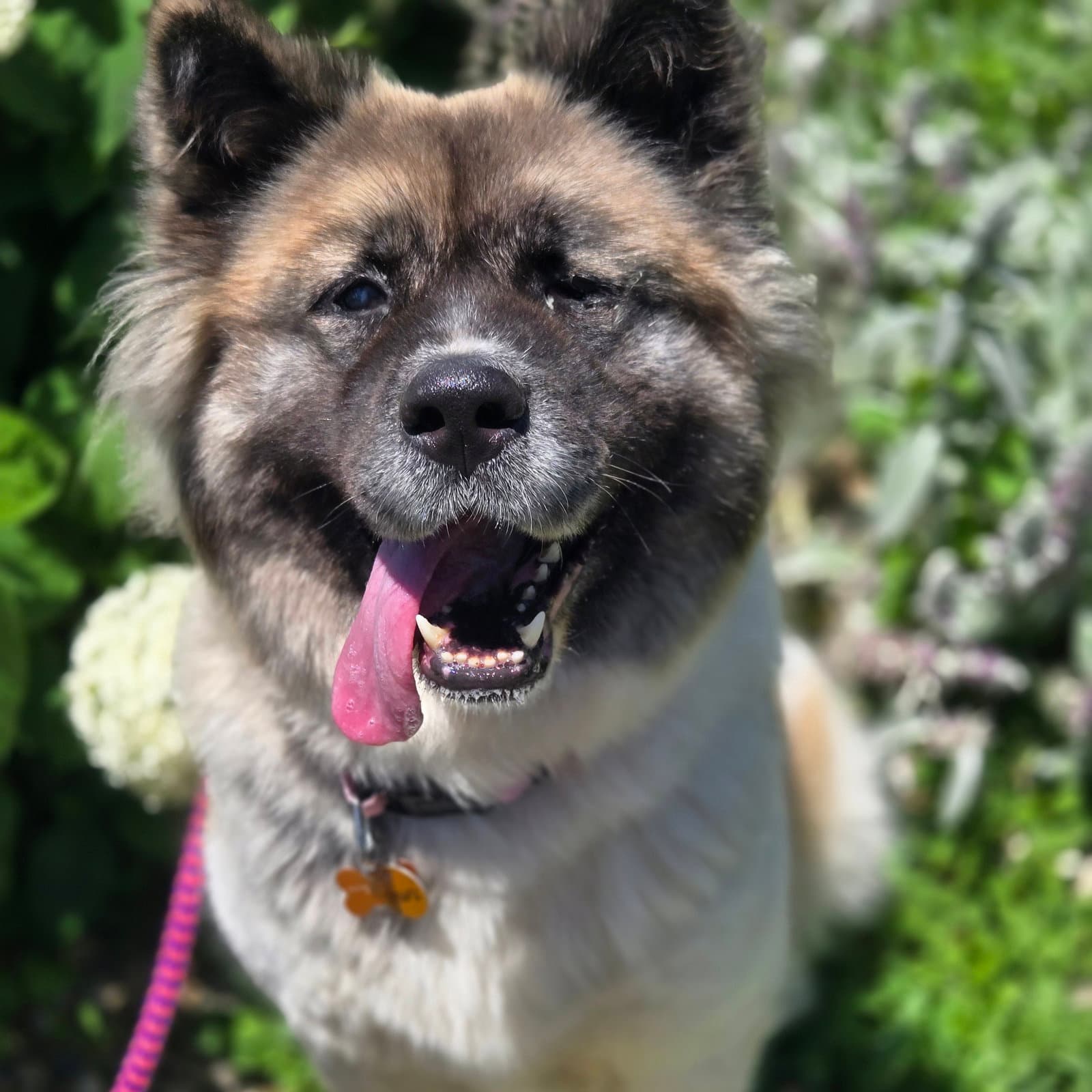 Inari