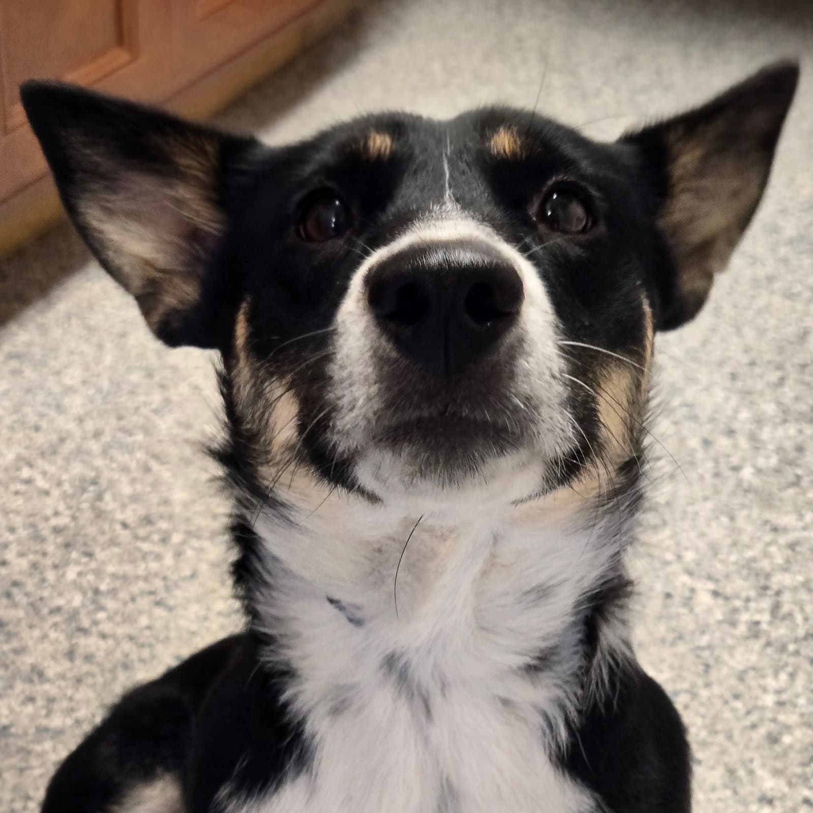 Macie