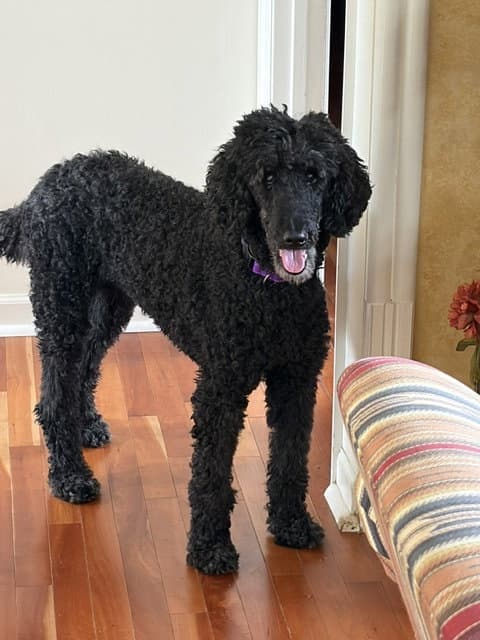 Maggie