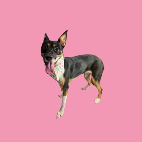 Nyra