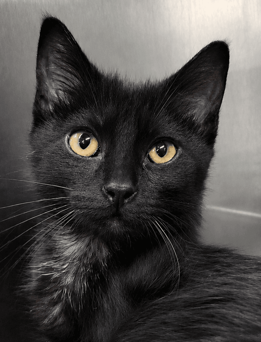 Kitten Buttons