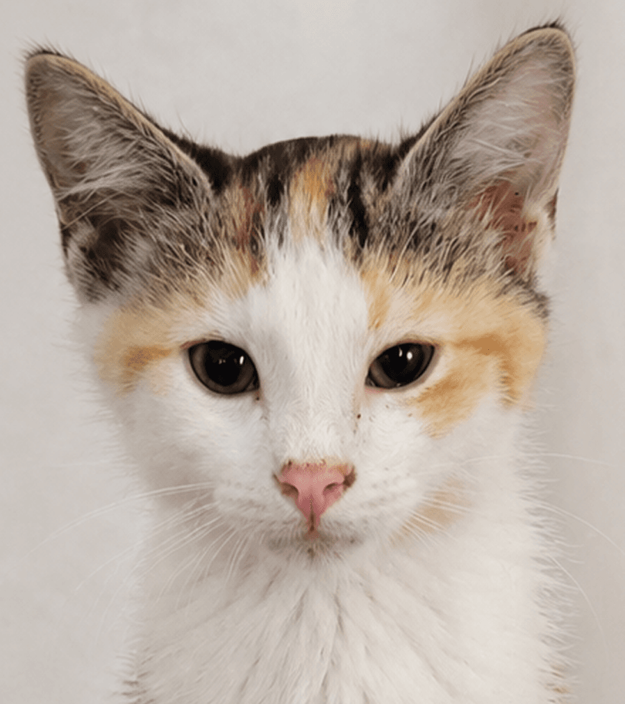 Kitten Halo