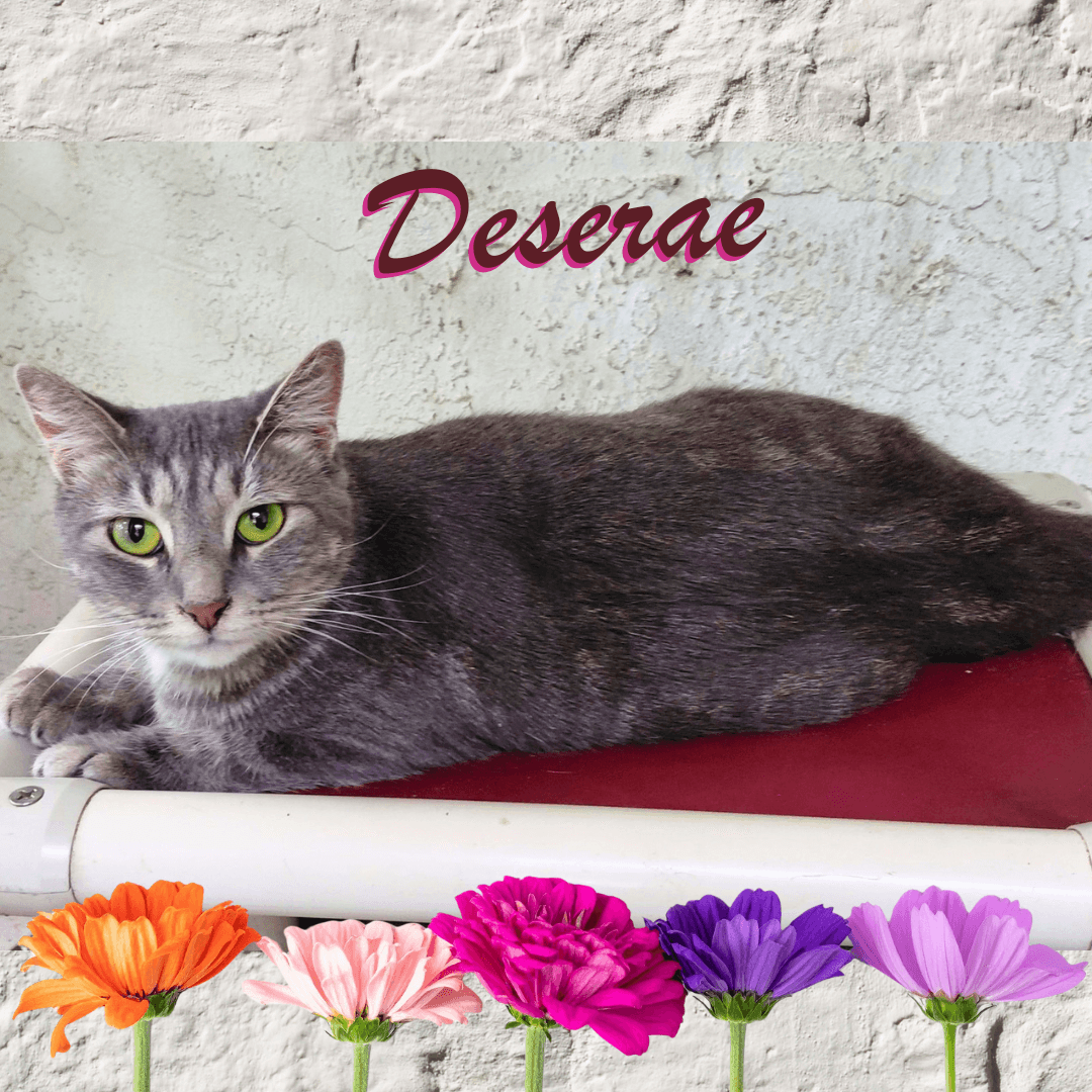 Deserae