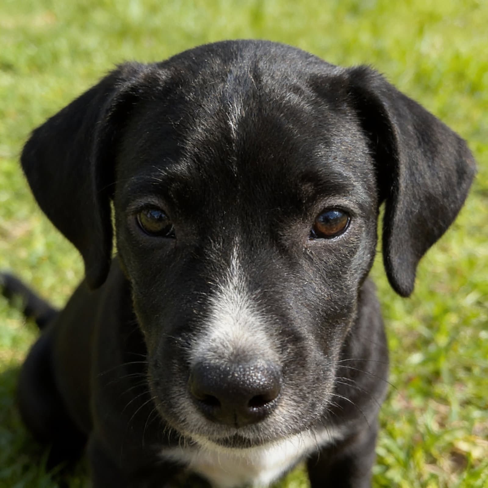 DUKE