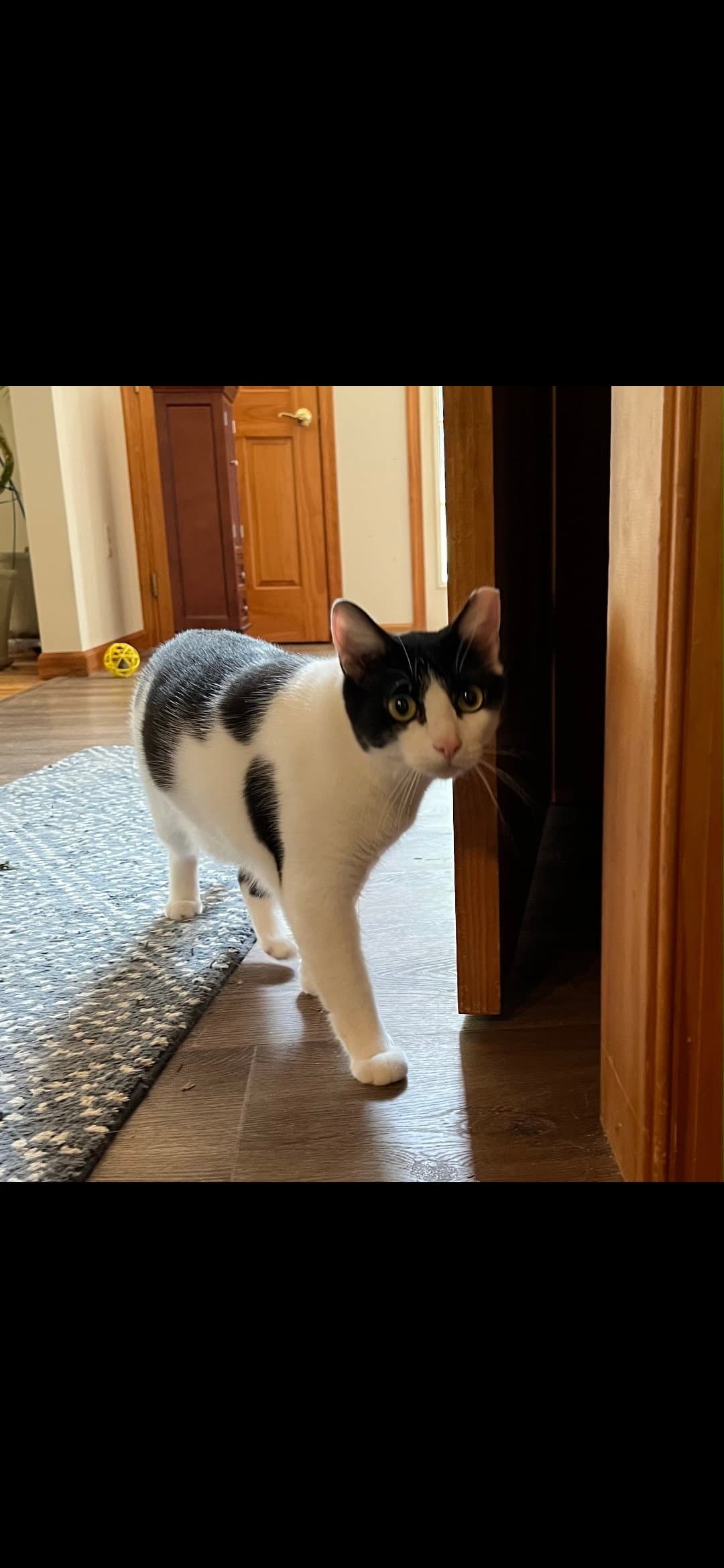 Figaro