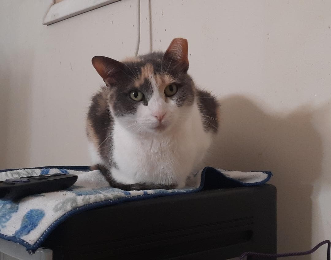 Pebbles!