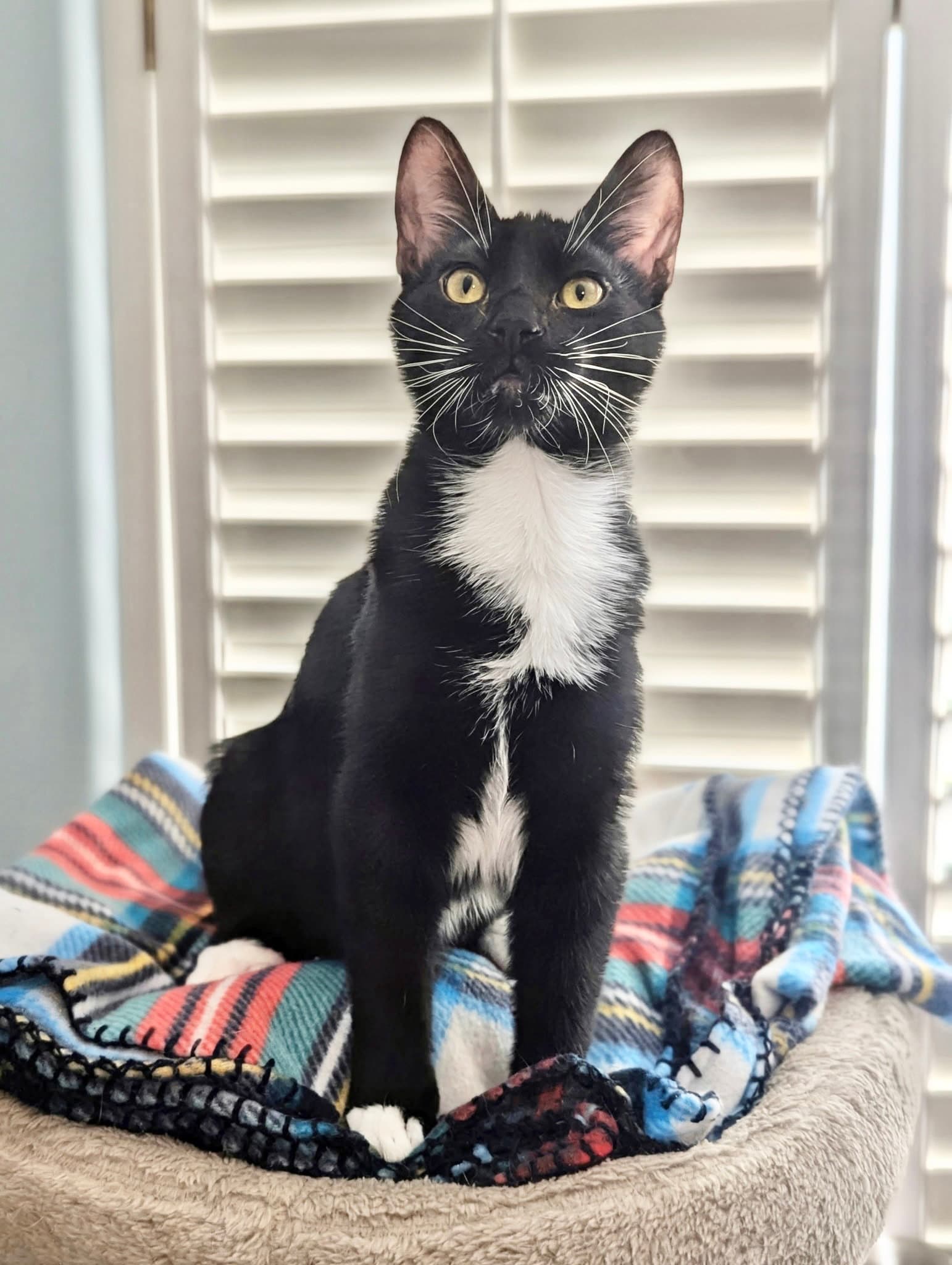 Jango