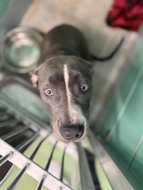 Bella