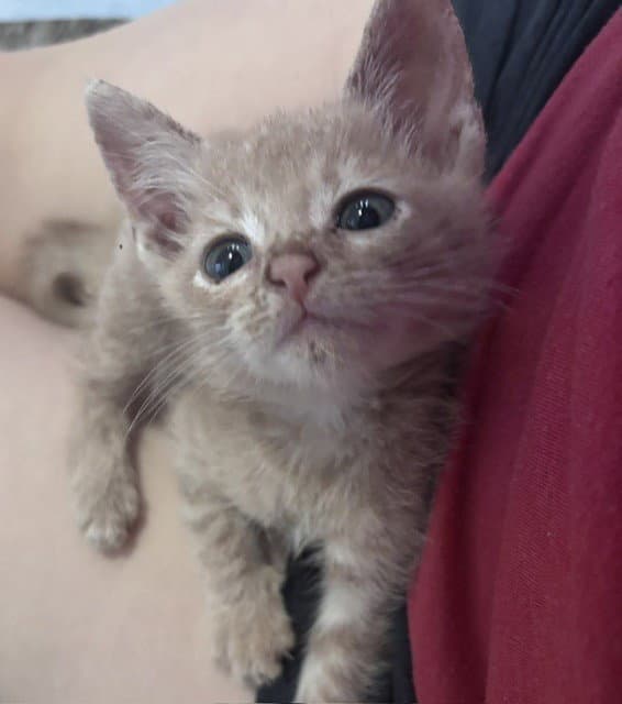 Oliver