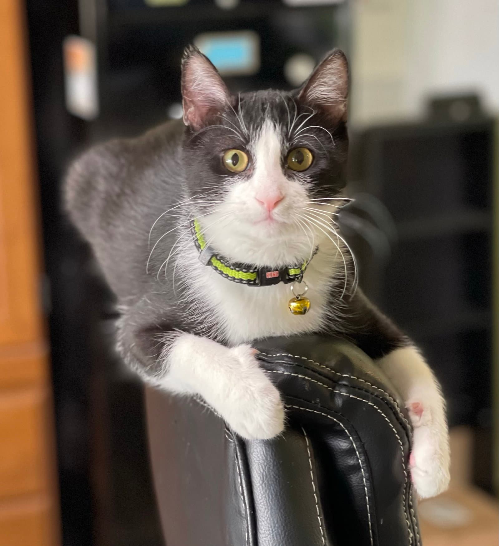 Yoyo