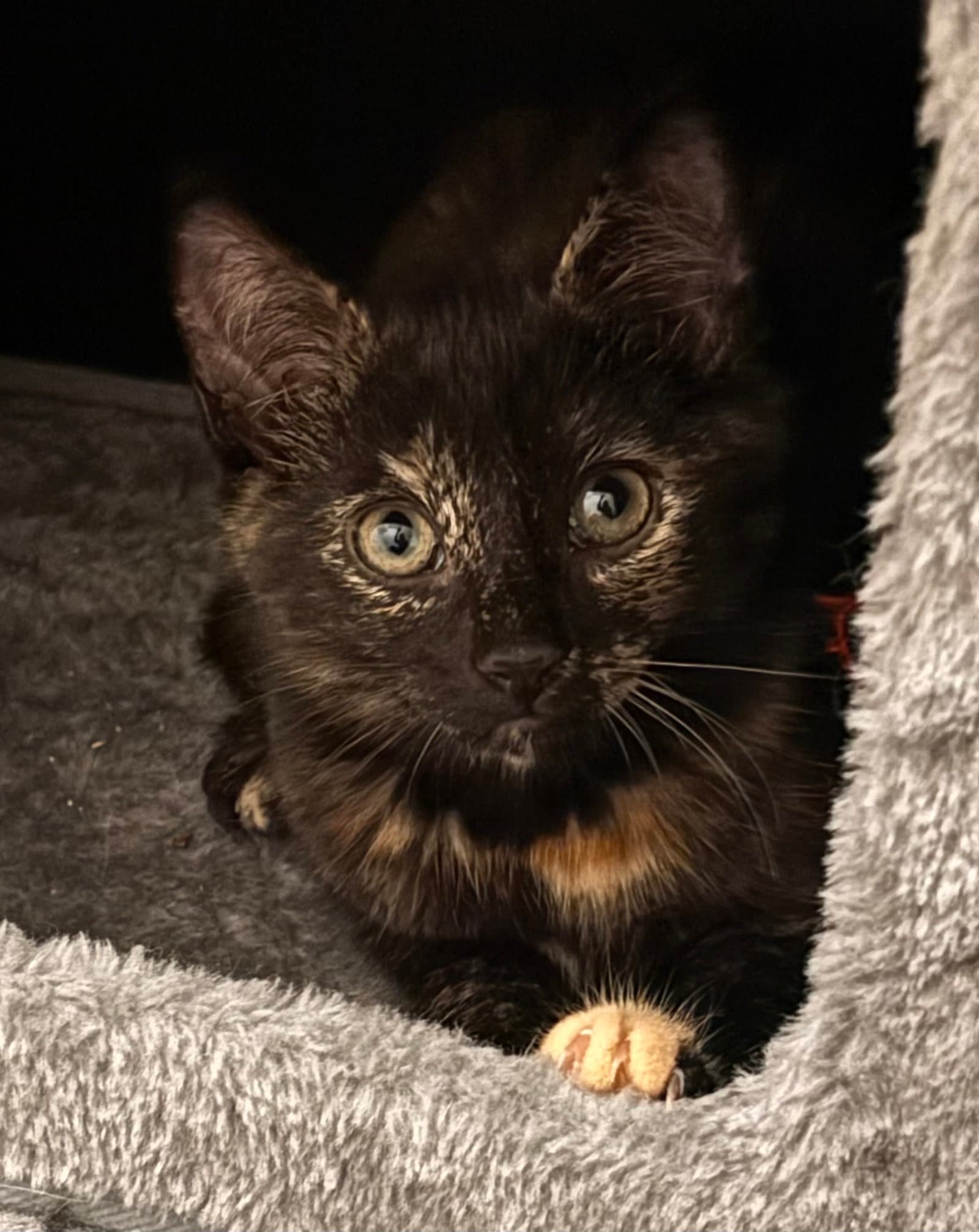 Purrsephone2