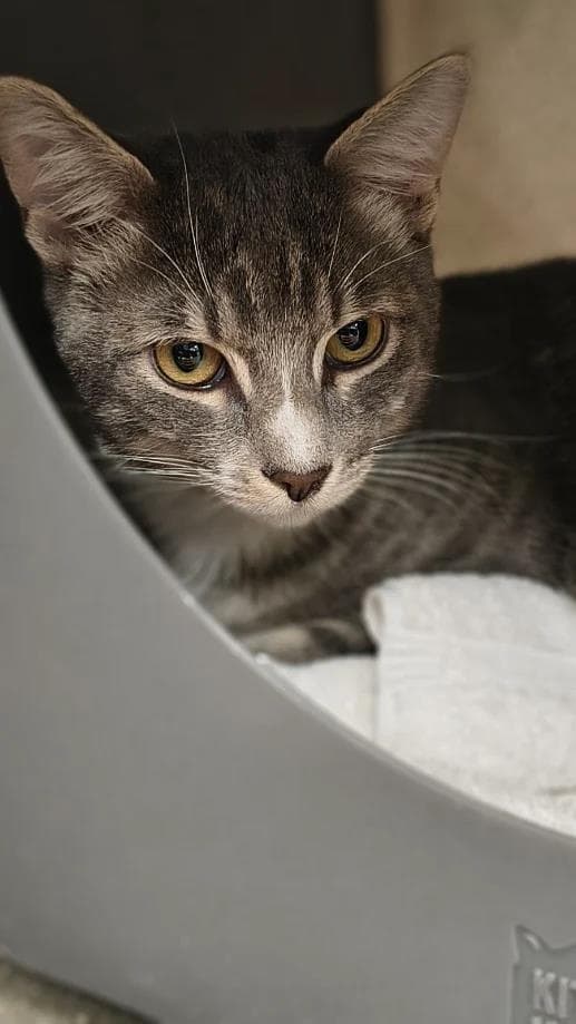Simon
