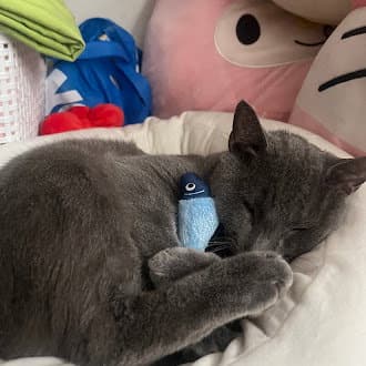 Pom Pom