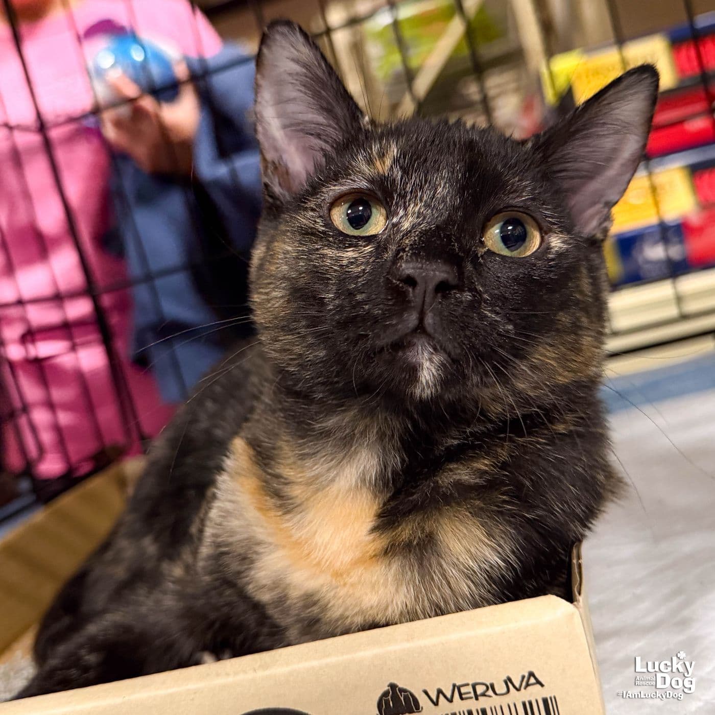 Tina