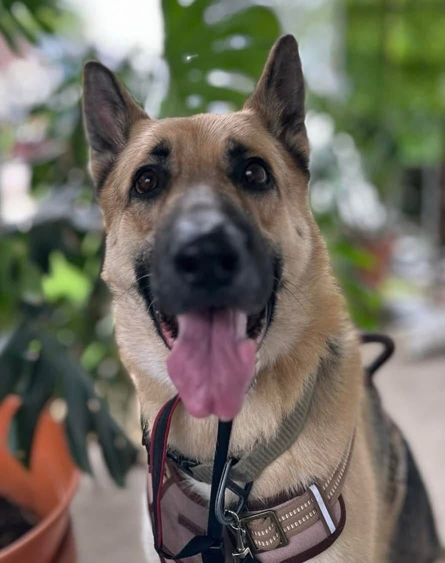 Loki - ADOPTED