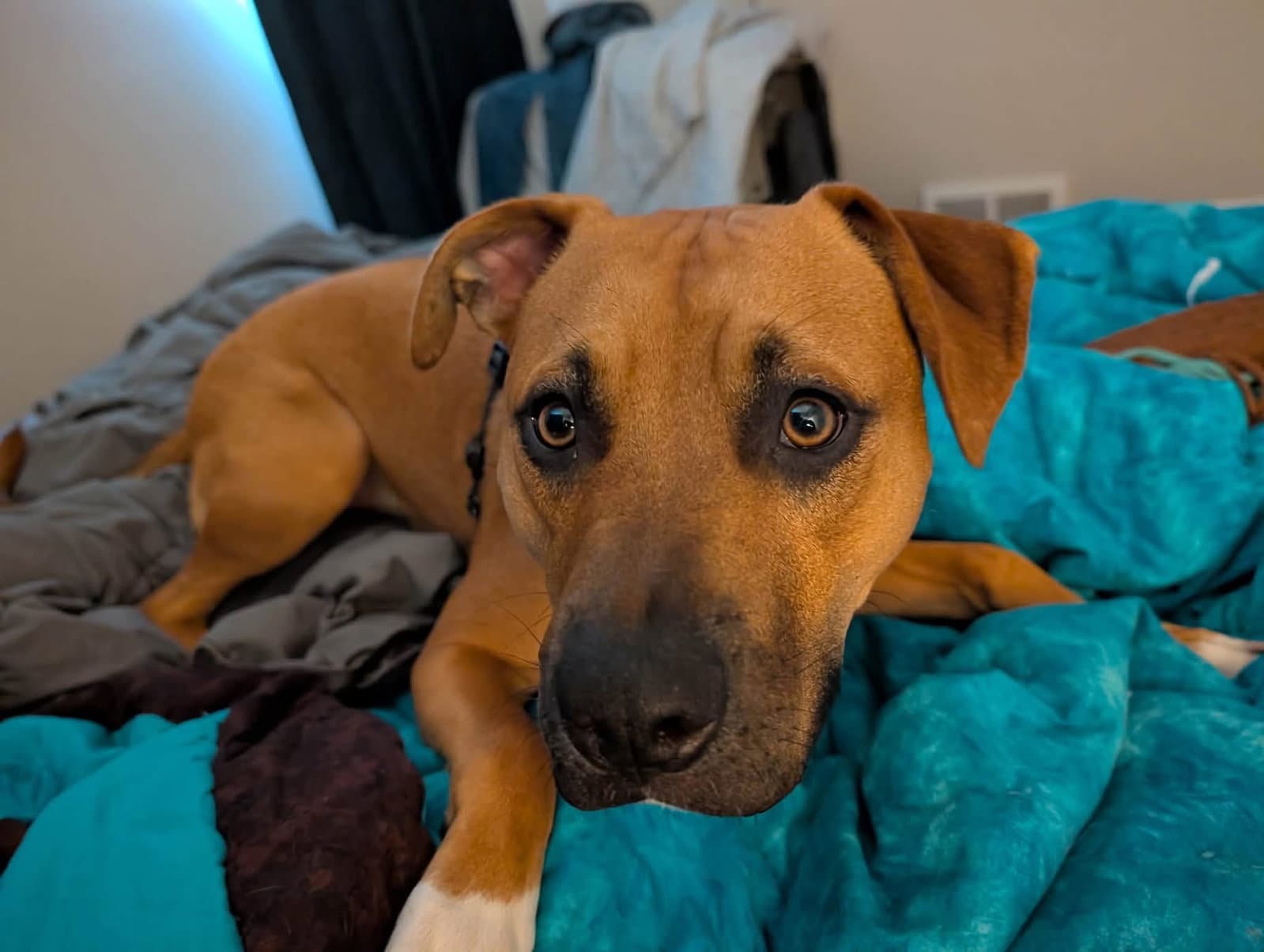 Jolly - ADOPTED