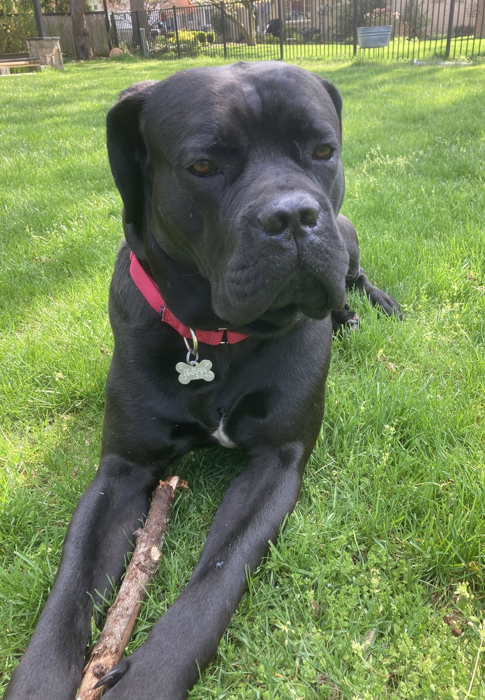 Bruno - ADOPTED