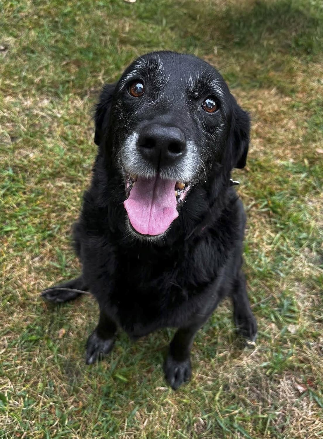 Lilypad - ADOPTED