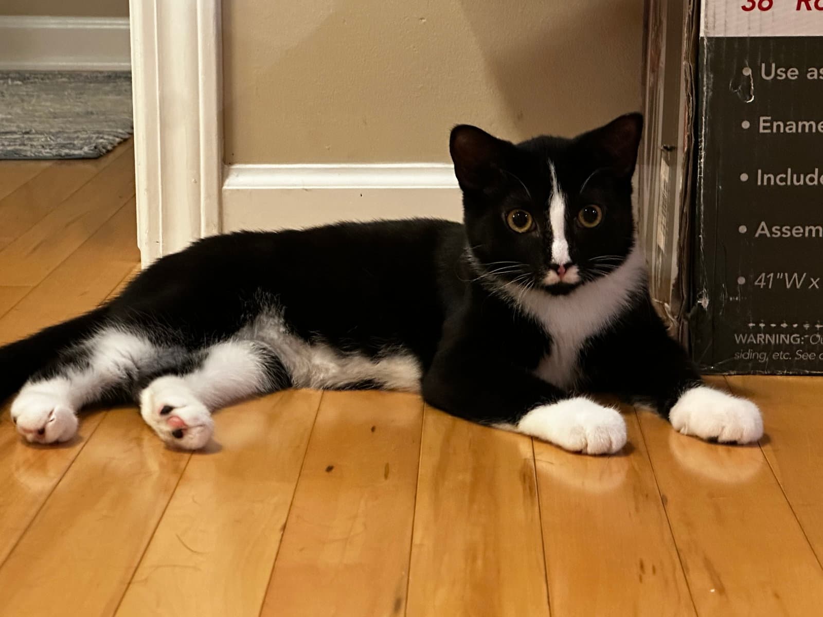 Eg Litter Navy