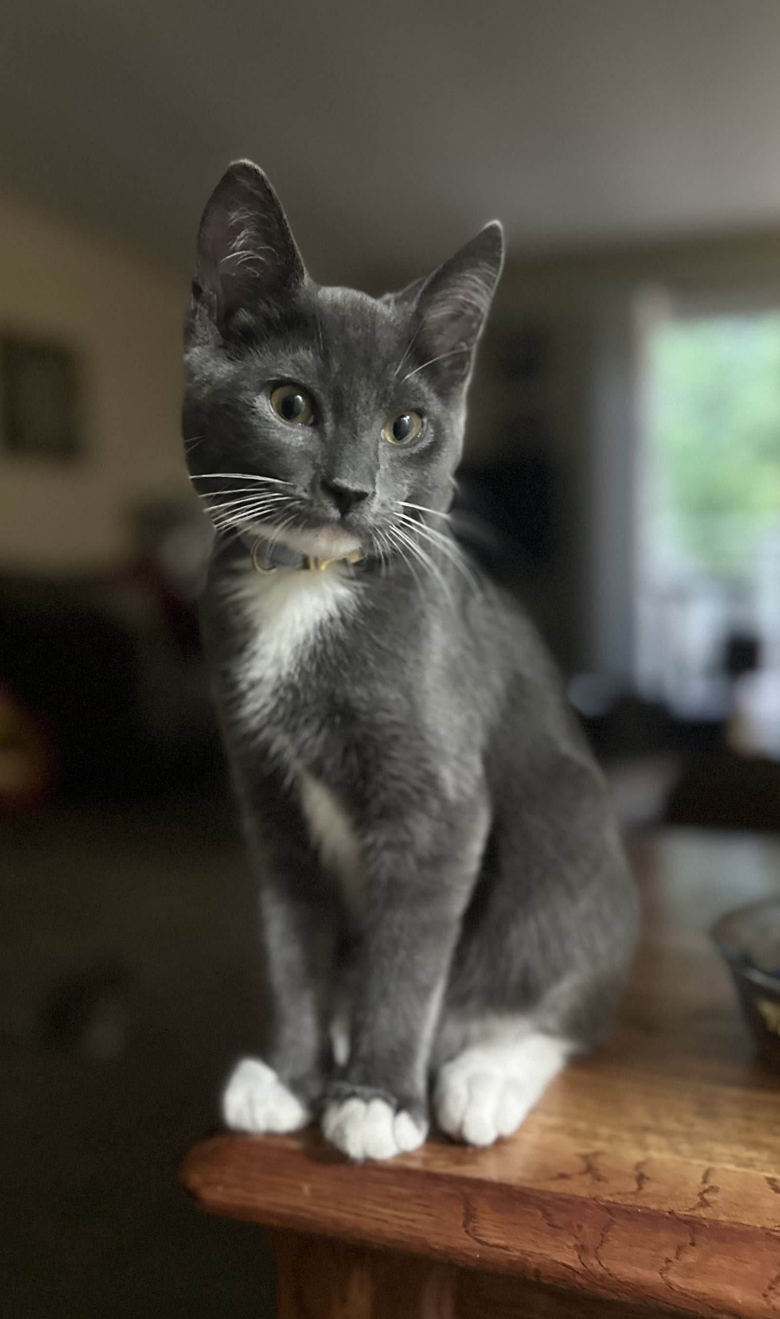 Hg Litter Leonardo
