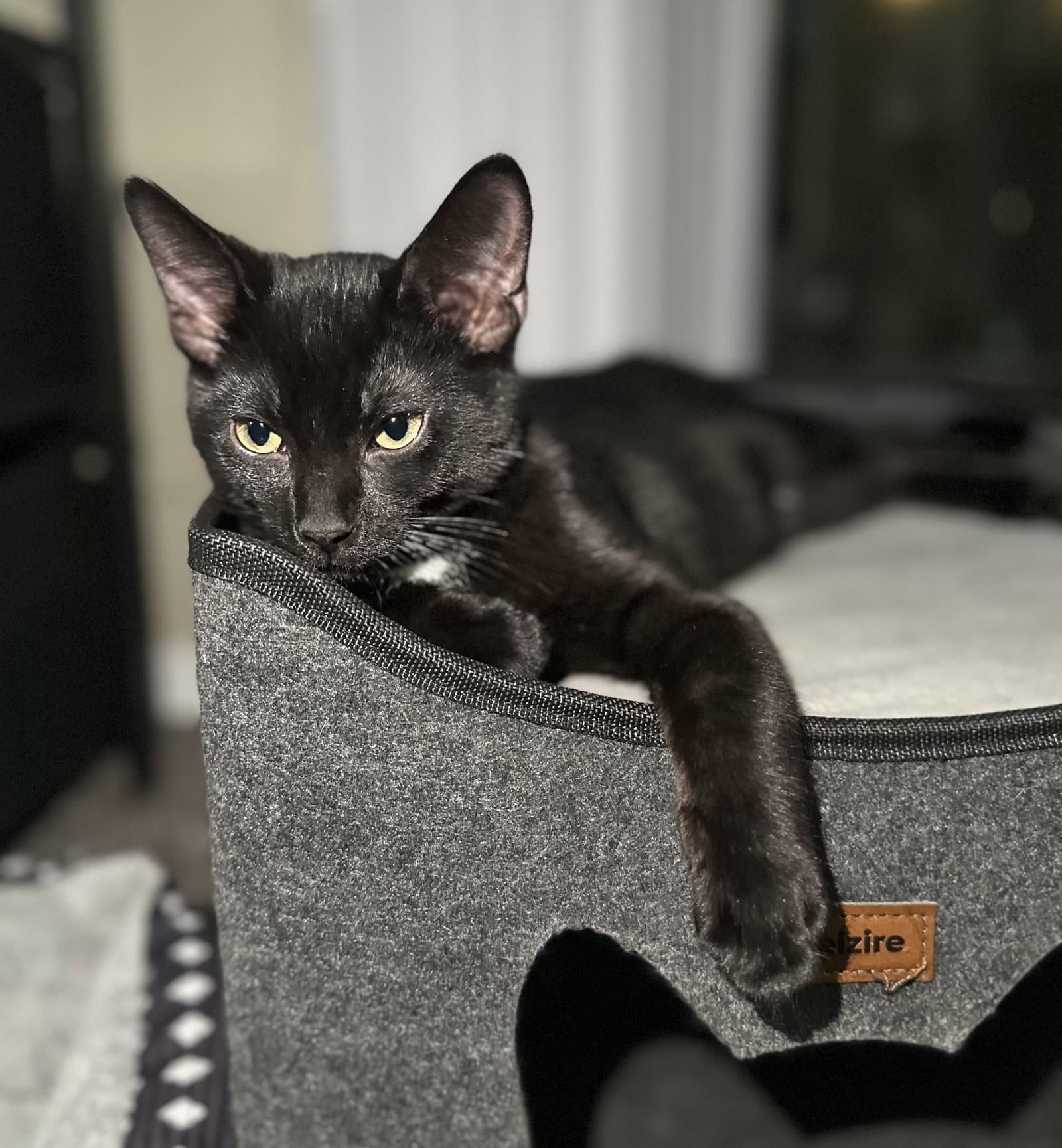 Hg Litter Salem