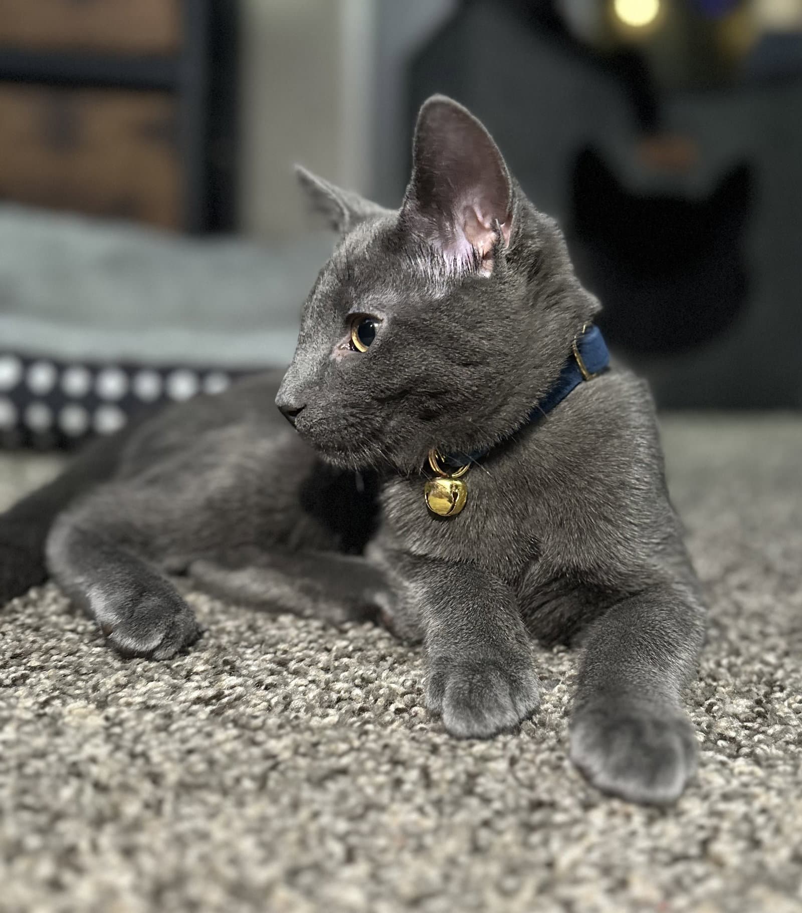 Hg Litter Arlo - ADOPTED