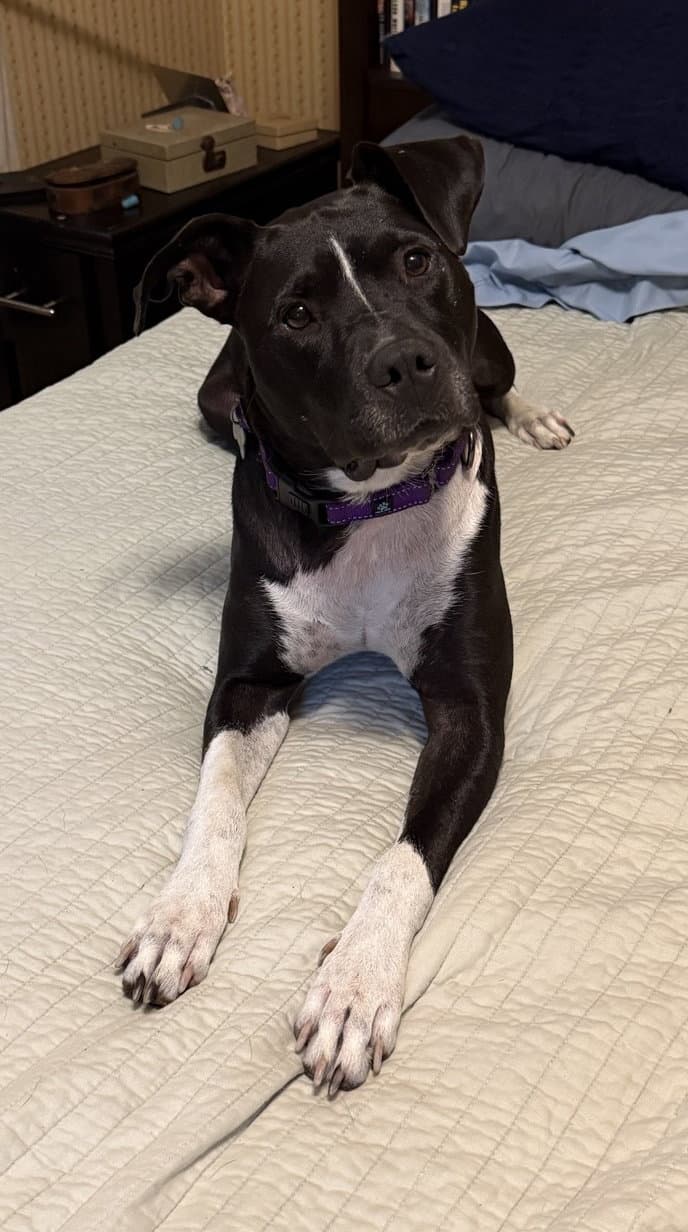 Jv Litter Zena (mom)