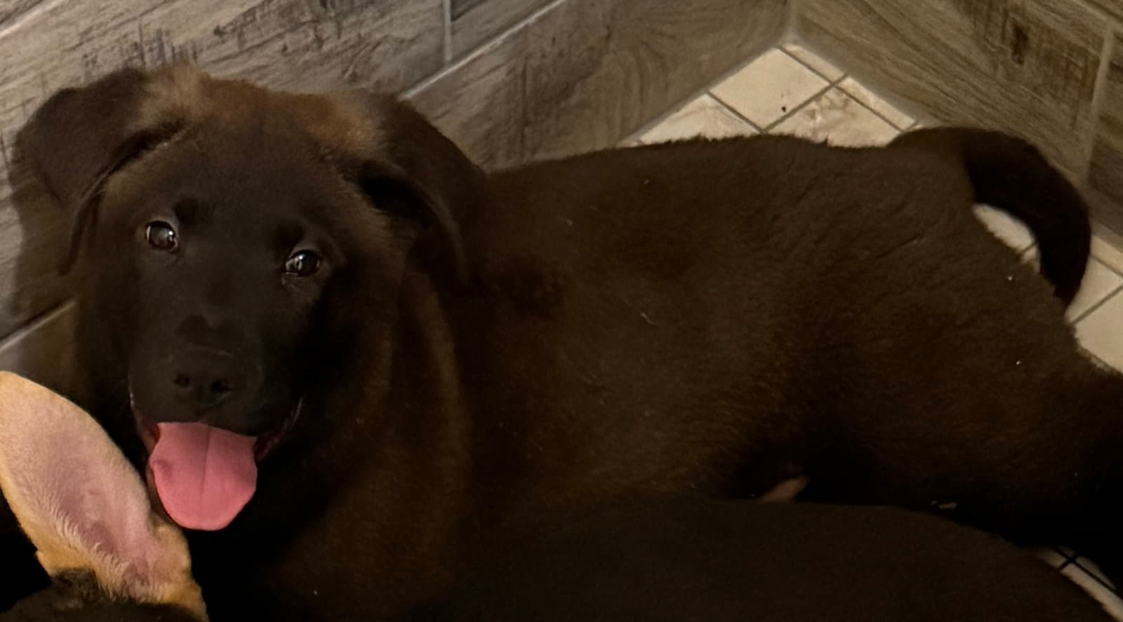 Jv Litter Lennon - ADOPTED