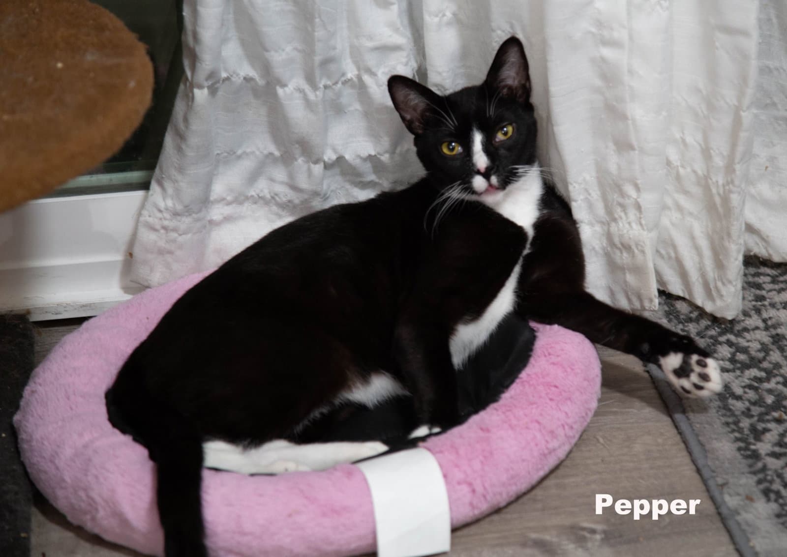 Pepper (Napa HM)