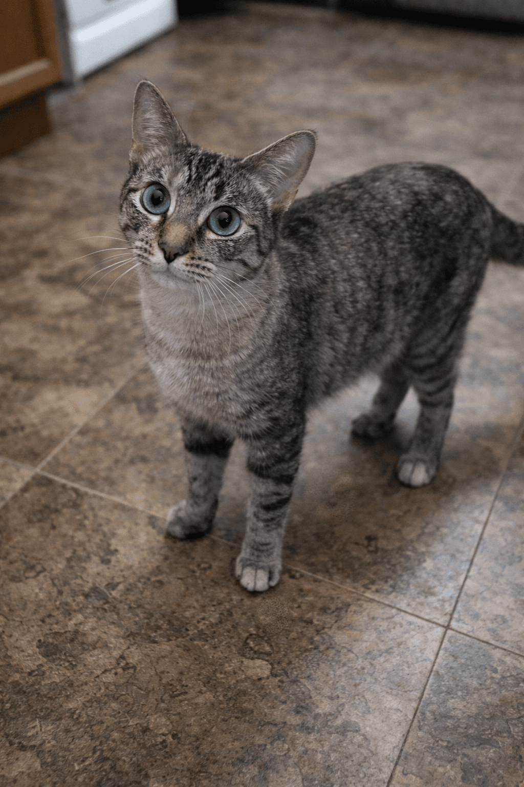 Padme (Napa Petco)