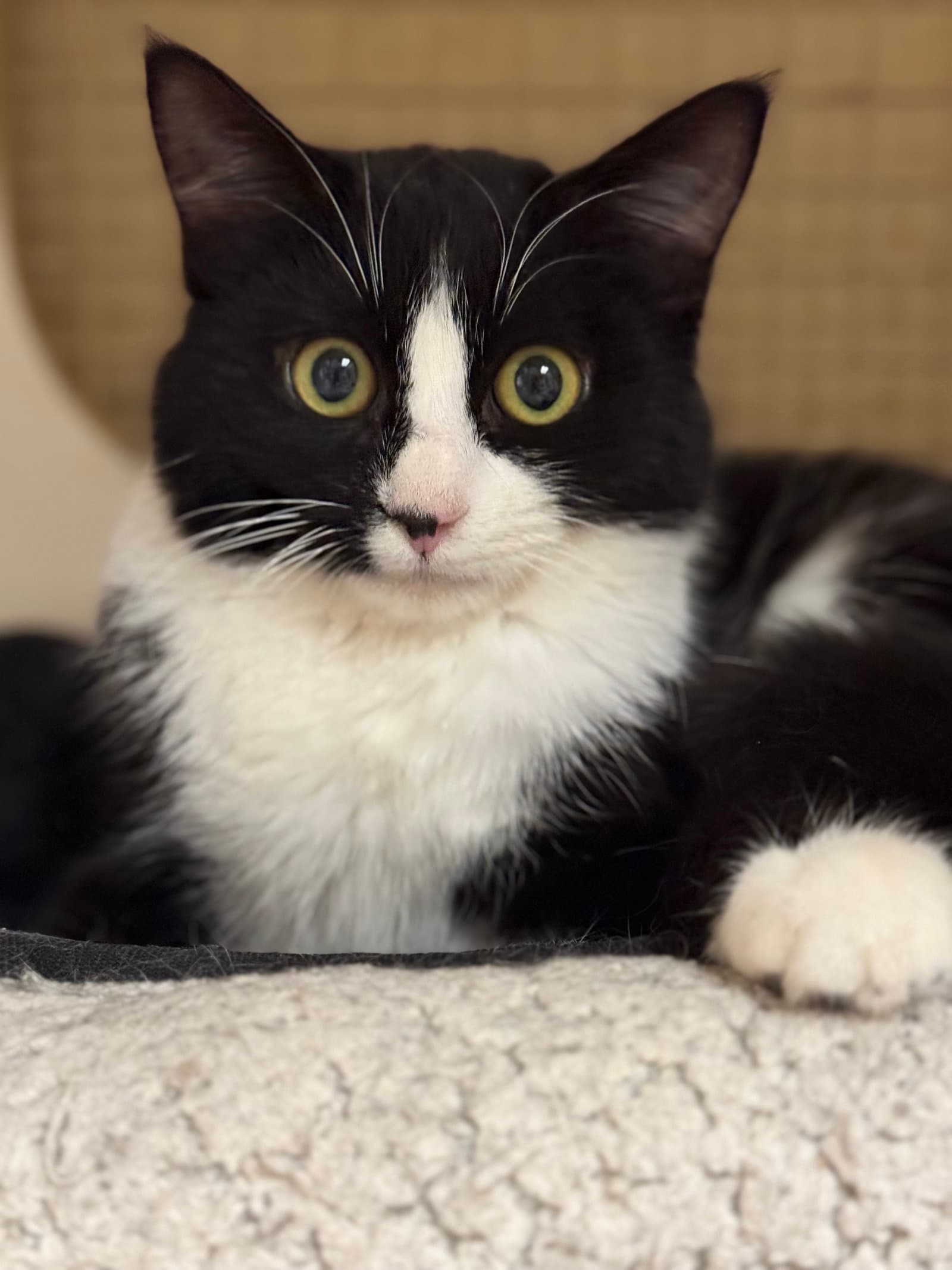 Samantha Napa Petco
